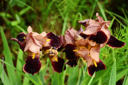 Fototapeta Naklejka Na Ścianę i Meble -  Two decorative iris
