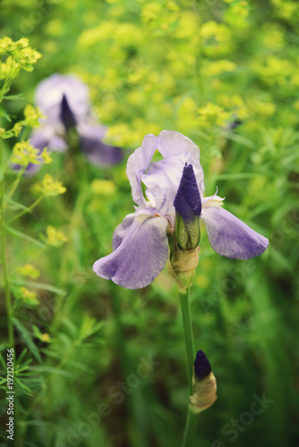 Fototapeta Naklejka Na Ścianę i Meble -  Violet iris flower