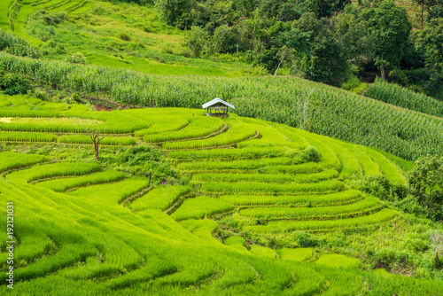 Terraced rice fields at Pa pong Pieng in Chiang Mai, Thailand