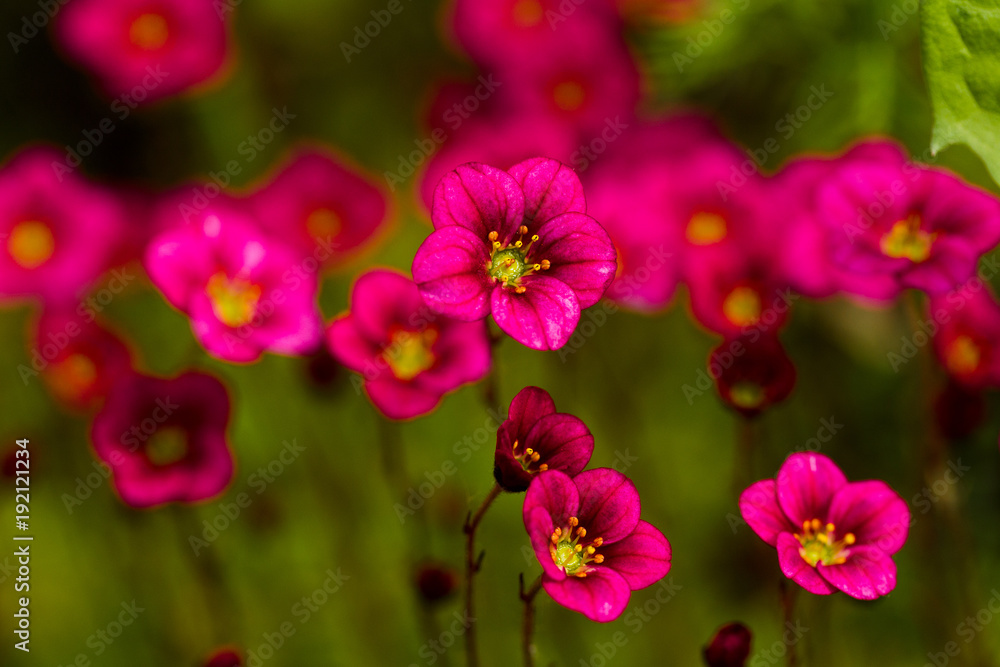 Obraz premium Red flowers against the background of grass