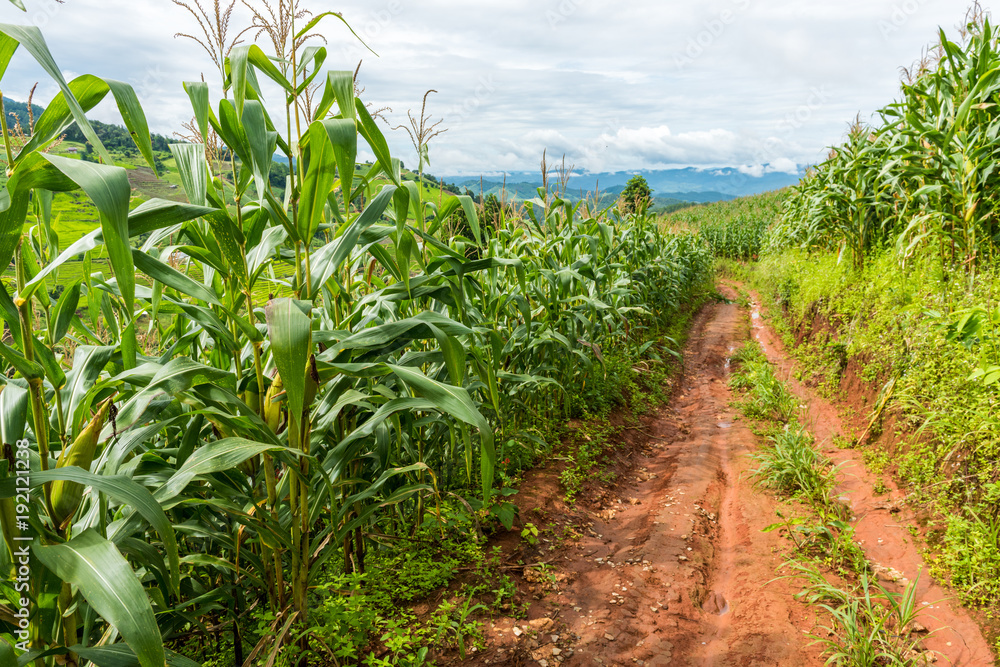 Green corn field