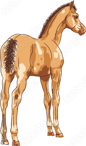 A back view of a new-born foal who's standing and looking far away.