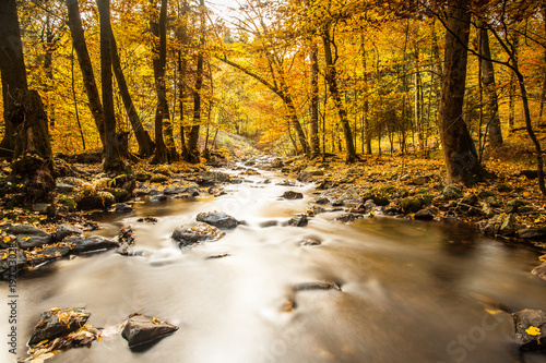 herbstlicher Traunbach im Nationalpark Hunsrück-Hochwald photo