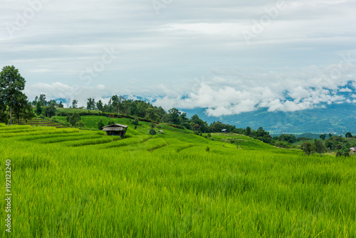 Terraced rice fields at Pa pong Pieng in Chiang Mai  Thailand