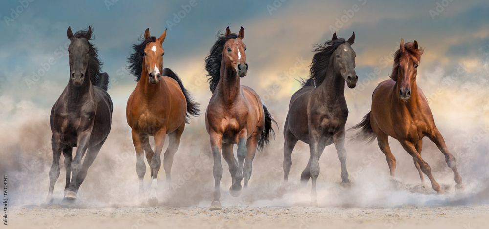 Fototapeta premium Stado koni biegać szybko w pustynnym kurzu przed dramatycznym niebem słońca