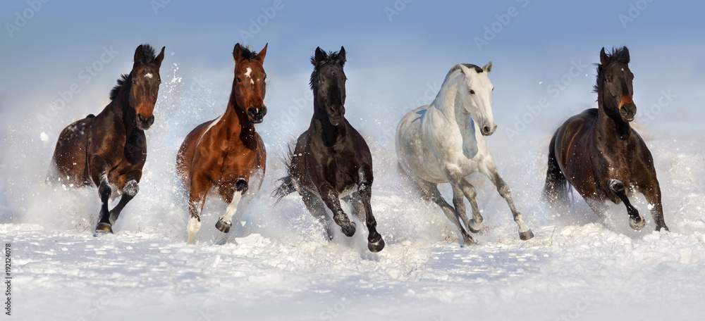 Fototapeta premium Stado koni biegać szybko w polu śniegu