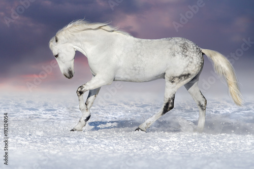 Beautiful white horse run in snow field