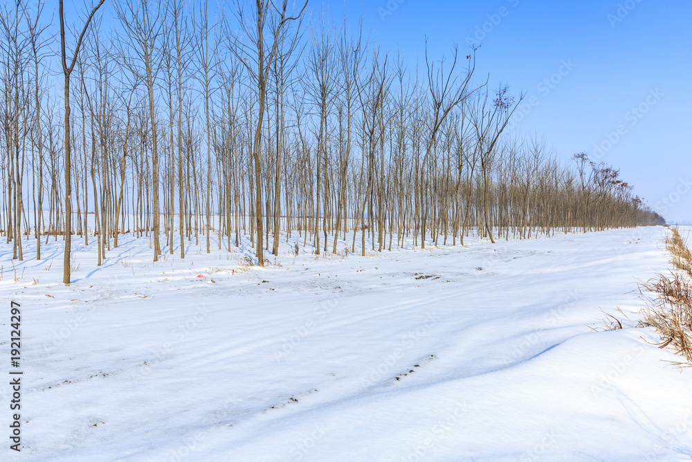 Rural dirt road covered with snow,forest,winter Rural dirt road covered with snow,forest,winter
