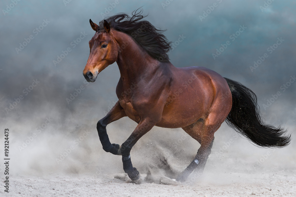 Obraz premium Zatoka koń w kurzu biegać szybko przeciw błękitne niebo