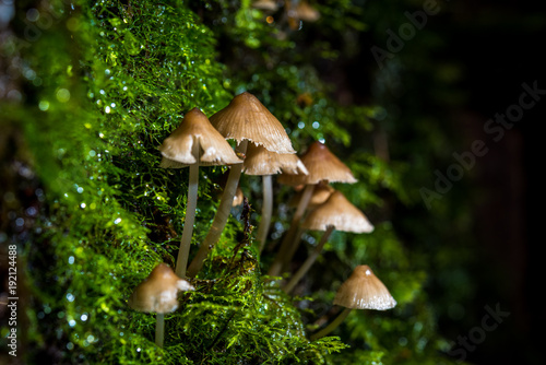 mushrooms, ferns, moss on an old tree