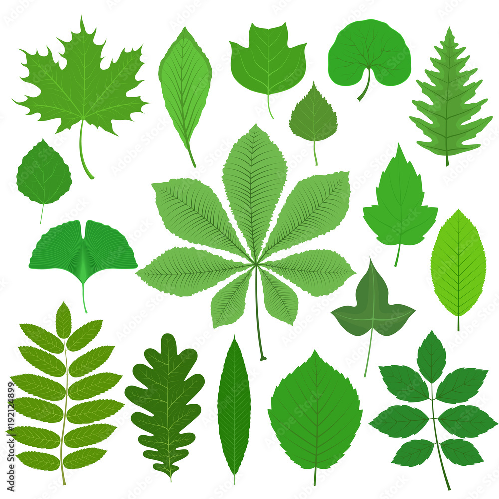 Set of different tree leaves isolated on white background. Vector illustration.