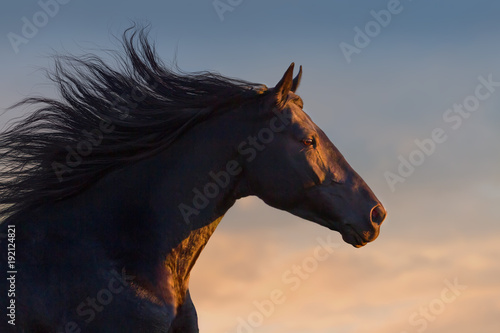 Photography Black horse portrait in motion with long mane at sunset light