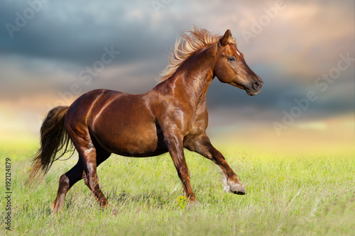 Fototapeta Naklejka Na Ścianę i Meble -  Red horse run gallop on spring meadow at sunset