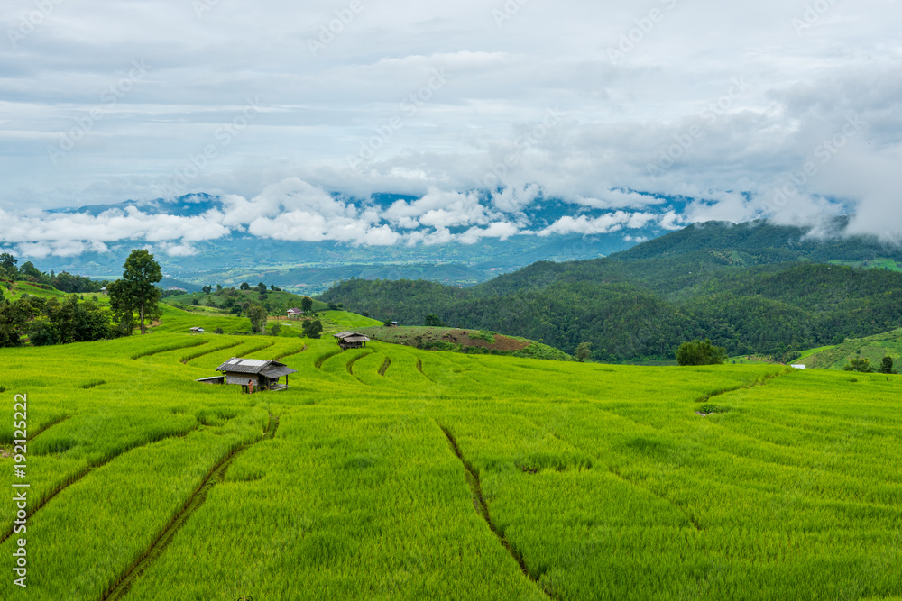 Terraced rice fields at Pa pong Pieng in Chiang Mai, Thailand