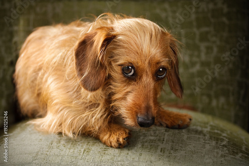 Obraz na plátne A soulful red dachshund pleading with large dark eyes