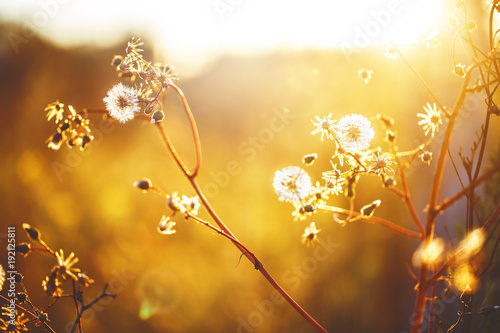 wild meadow dandelion beautiful flowers in spring fied. Nature ourdoor vintage sunny photo with sun and warm colours in evening sunlight in snset