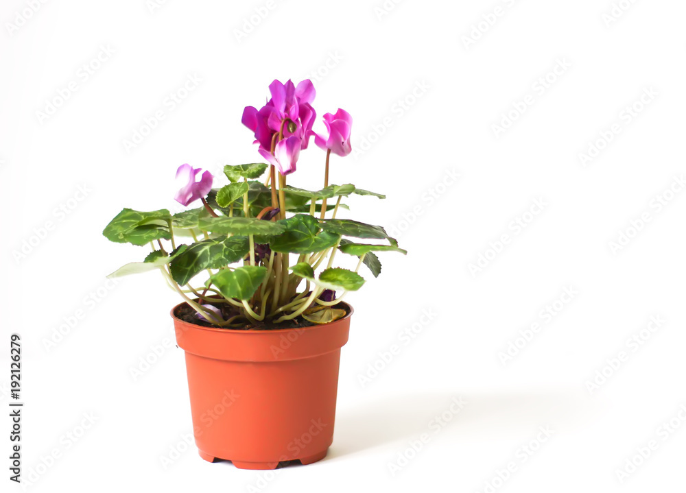 Beautiful pink cyclamen flower in flowerpot.