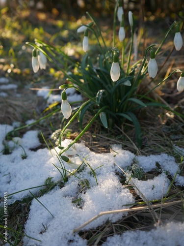 Der Frühling kommt