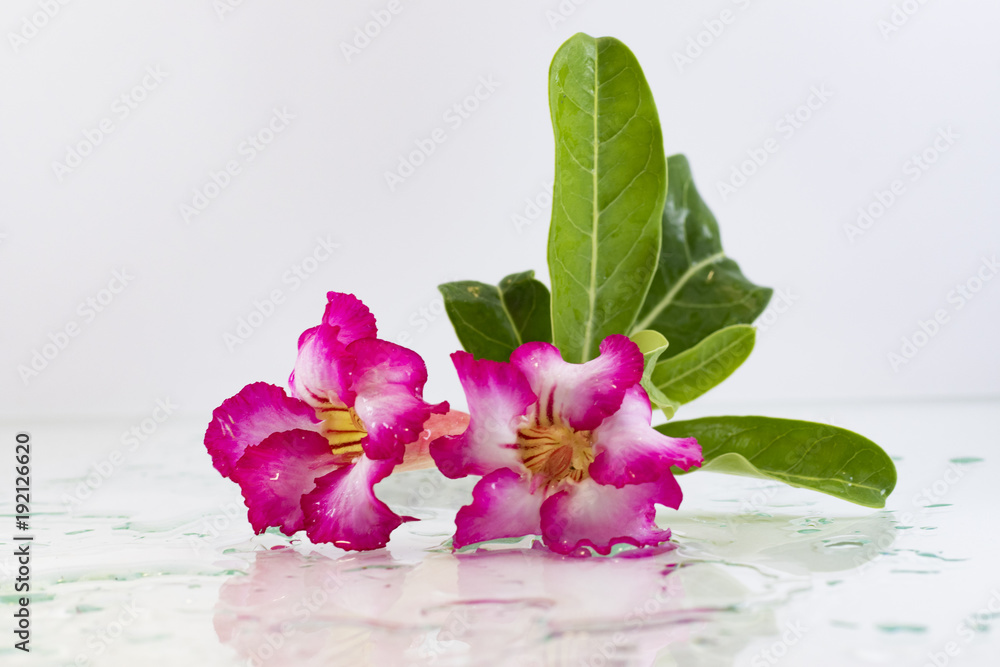 Adenium is the name of a species of colorful flowers Adenium is the name of a species of colorful flowers