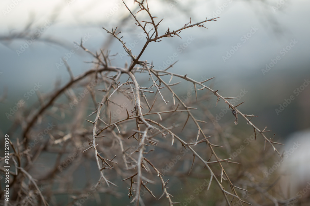 dry plants tree dry plants tree