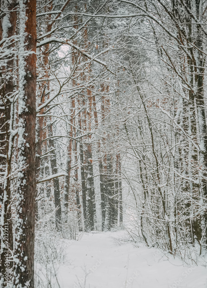 Fototapeta premium Winter forest