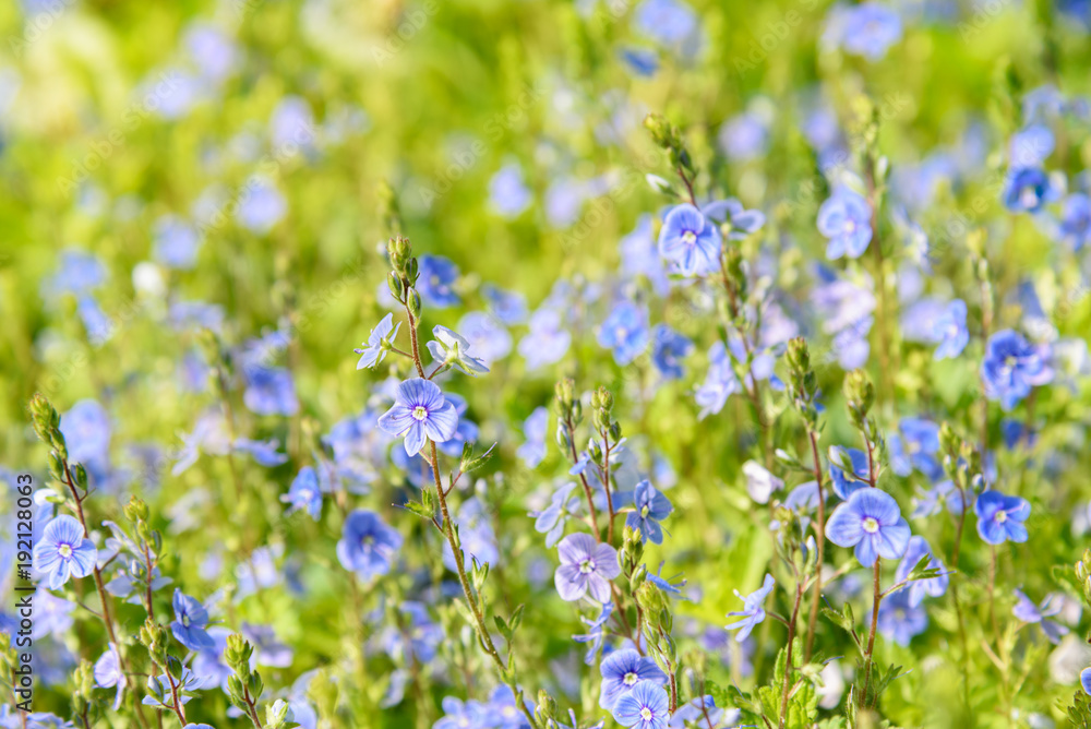 Meadow flowers of Veronica chamaedrys Meadow flowers of Veronica chamaedrys