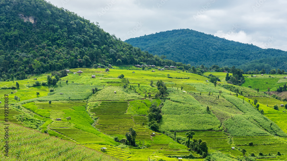 Terraced rice fields and corn fields at Pa pong Pieng in Chiang Mai, Thailand