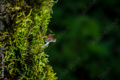 mushrooms, ferns, moss on an old tree