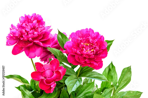 Wallpaper Mural Bouquet of peonies on white Torontodigital.ca