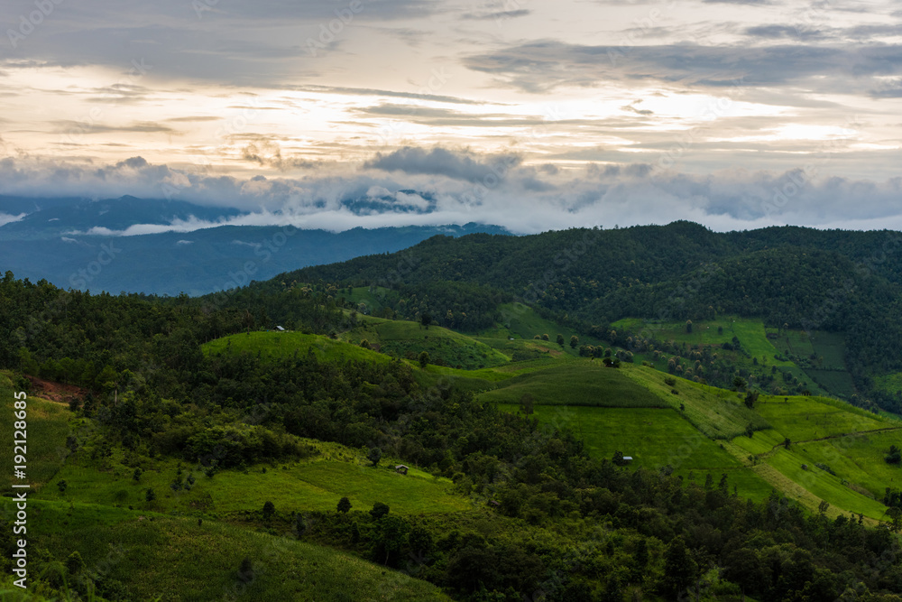 corn fields at Pa pong Pieng in Chiang Mai, Thailand