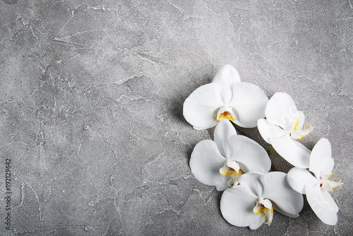 white orchid on the grey stone