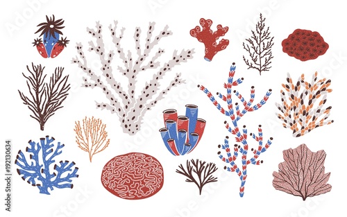 Collection of various corals and seaweed or algae isolated on white background. Beautiful underwater species, deep sea creatures, aquatic or ocean flora and fauna. Flat colorful vector illustration.