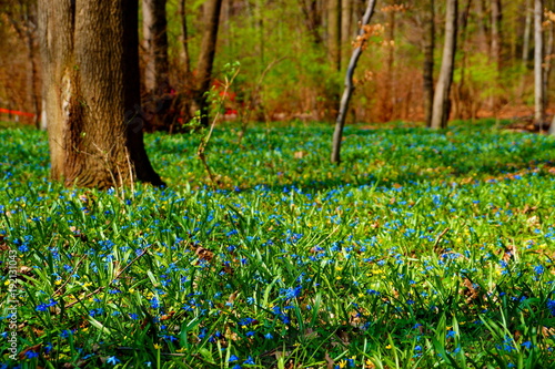 Fototapeta Naklejka Na Ścianę i Meble -  Siberian squill (Scilla siberica) or blue snowdrops in forest. Spring blue snowdrops or Squill blossom as background. First spring sqill flowers - blue snowdrops field. Bluebells or blue snowdrops.