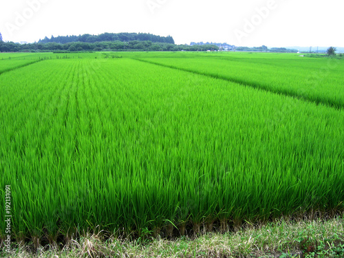 rice fields, Japan, Niigata © леонид сидоров