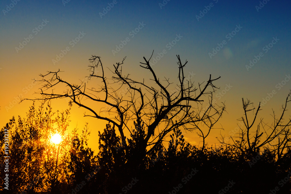 Fototapeta premium Sunset with bush silhouette and lens flares