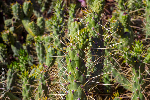 cactus field background