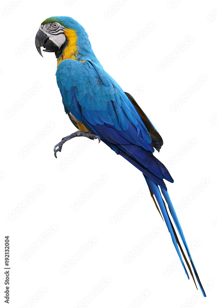 Naklejka premium Macaws bird isolated on white background with clipping path.
