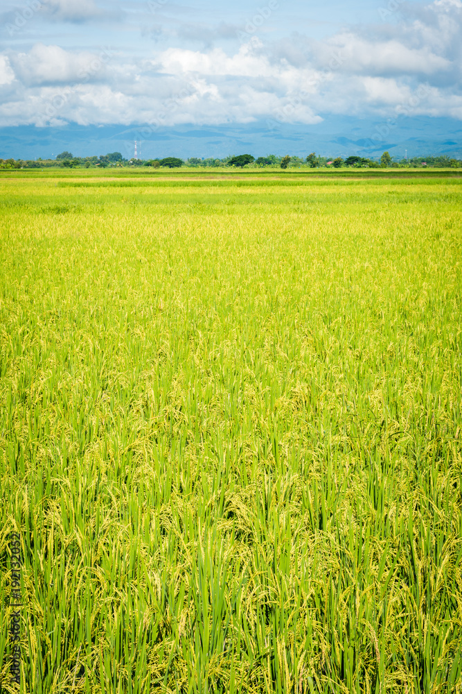 Rice field and cloud with mountain background, Thailand Rice field and cloud with mountain background, Thailand