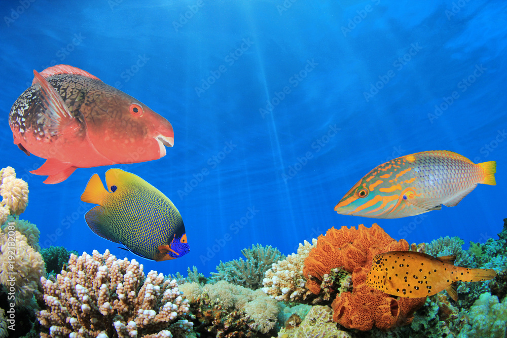 Naklejka premium Composite image coral reef and tropical fish