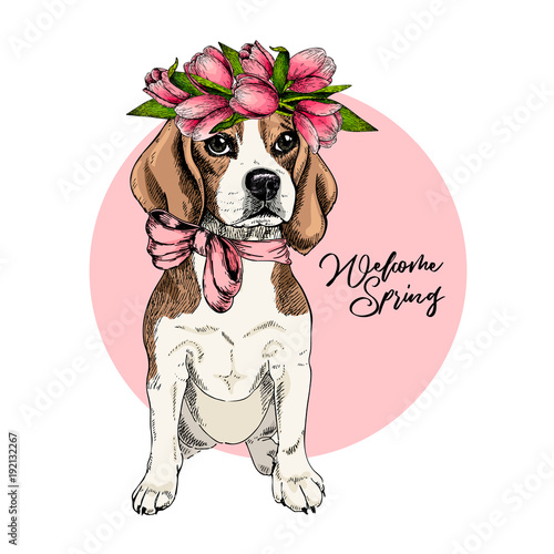 Portrait of beagle dog wearing tulip crown. Welcome spring. Hand drawn colored vector illustration. Engraved detailed art. Good for Easter greeting card, poster, banner, flyer, advertisement