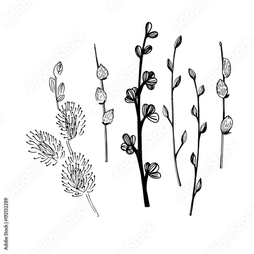  Hand drawn spring branch with buds.Vector sketch  illustration.