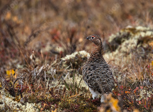 Fotografie Schneehuhn, ptarmigan