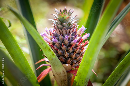 Red Pineapple tropical fruit growing in a nature. Pineapples plantation and farm. photo