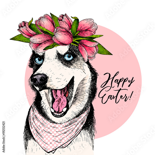 Portrait of siberian husky dog wearing tulip crown and bandana. Welcome spring. Hand drawn colored vector illustration. Engraved detailed art. Good for Easter greeting card, poster, banner, flyer
