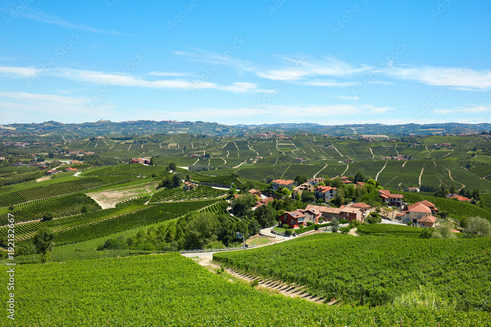 Green vineyards, Langhe hills in Piedmont, Italy in a sunny day