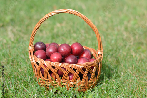 a basket of plums on grass