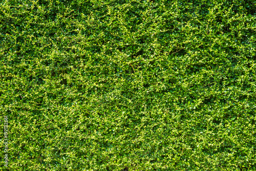 Wall of green trees backgrounds.