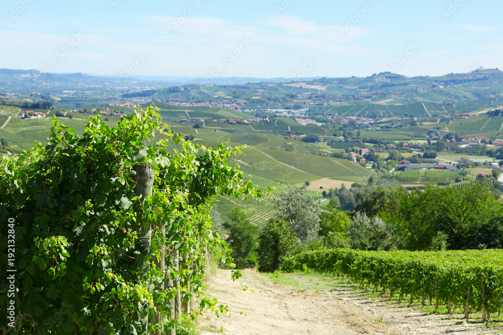 Obraz premium Green vineyards and vine plants in a sunny day in Italy