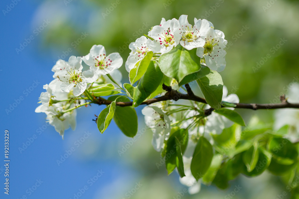 Apple blossom white flowers