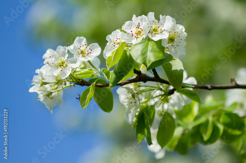 Apple blossom white flowers